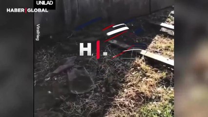 Sürü halde yaşayan çıngıraklı yılanların yuvasını görüntüledi