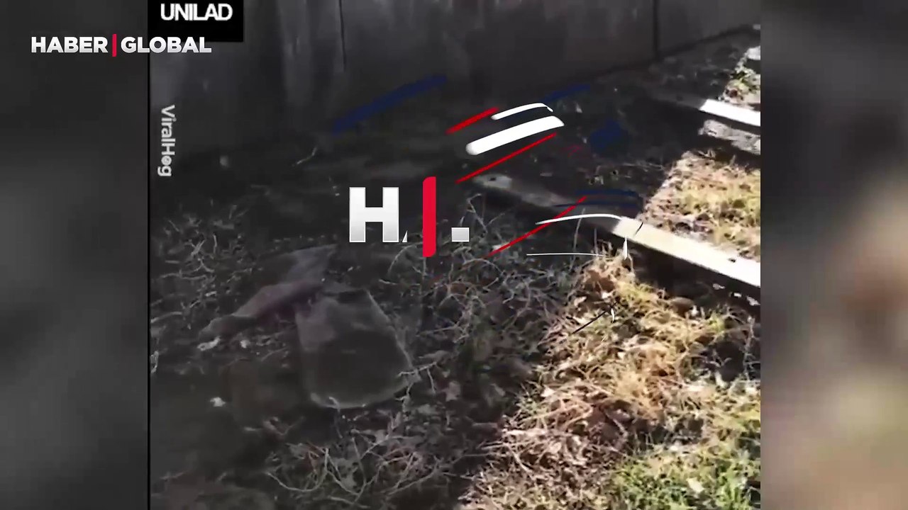 Sürü halde yaşayan çıngıraklı yılanların yuvasını görüntüledi