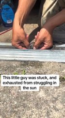 Man Rescues Little Mice Stuck in Door Frame