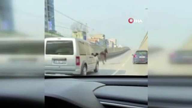 Bursa'da başıboş gezen atlar trafiği tehlikeye attı