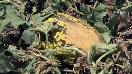 Adana yandı kavruldu, çiftçi perişan oldu: Yetişen ürün kalmadı!