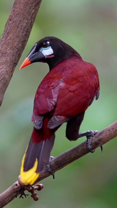 Really beautiful bird