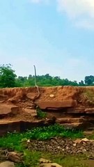 Görenlerin nefesi kesildi. Kral kobra tıslaya tıslaya ağaç gibi uzadı