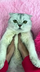 Spa day #cat #cats