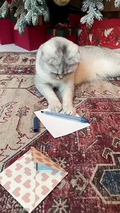 If cats chose their own gifts for Christmas #cat #cats