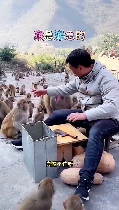 One by one, the anxious monkeys become spirits Wulongkou Scenic Area