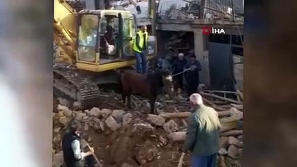 Enkazdan 20 gün sonra at sağ kurtarıldı 