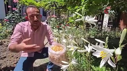 Tokat'ta hasadı başladı, nadir bulunuyor: Kilosu 5 bin Euro!