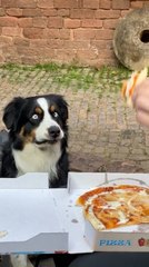 Dog's Pupil Dilate While Watching Person Move Pizza Slice