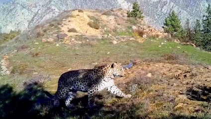 Anadolu efsanesi geri döndü foto kapana yakalandı