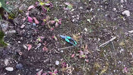 Sharpen Pruning Shears as a Razor - AI DIY