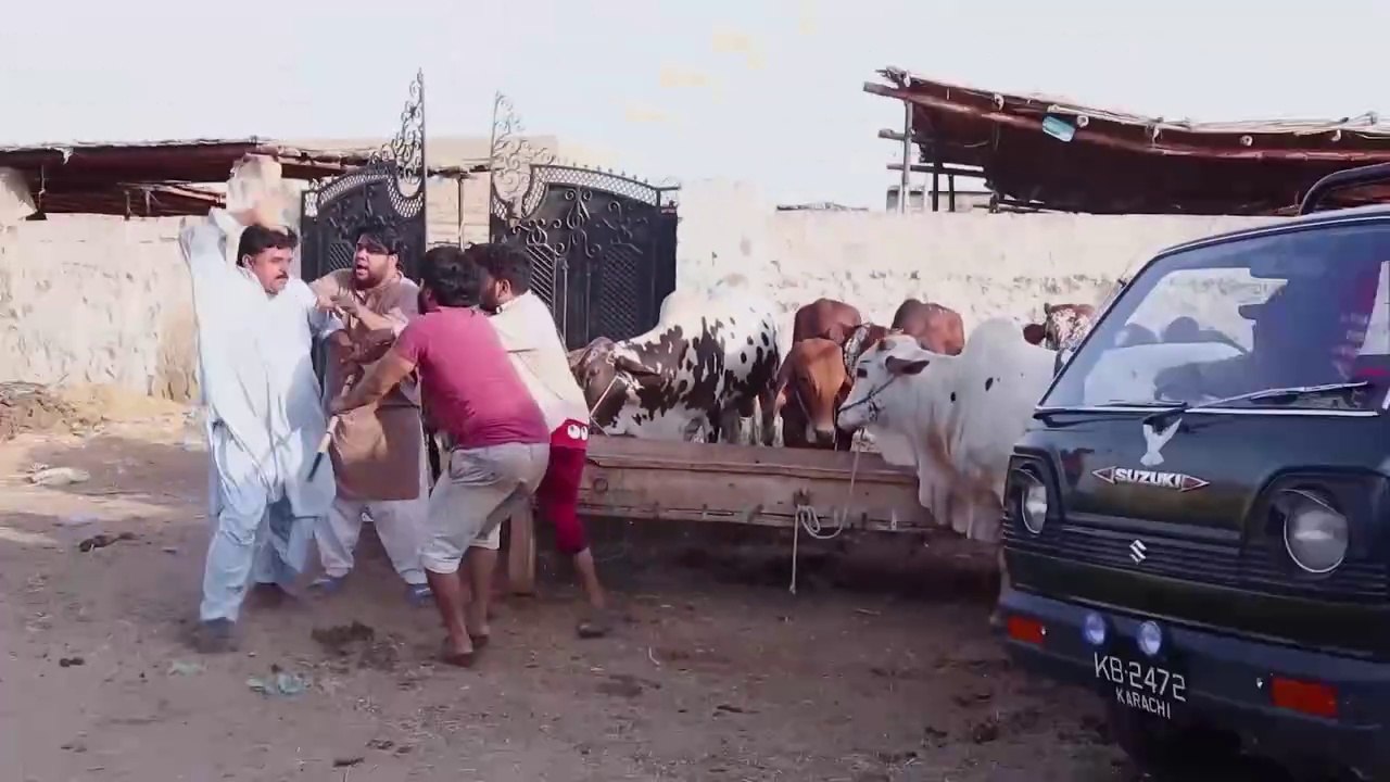 Cow Mandi prank