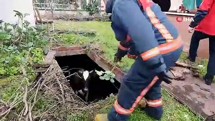 Çukura düşen inek lahanayla kurtarıldı