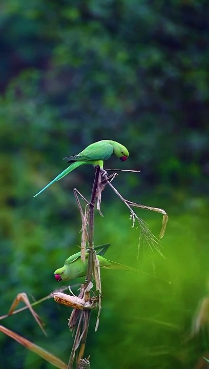 The parakeets ،