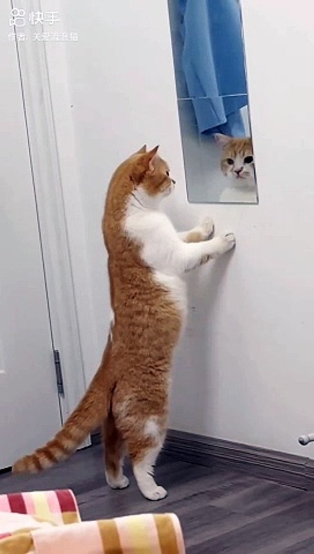 Funny cat moment  #shorts #cats #cat funny