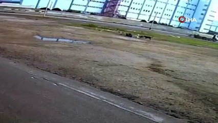 Sokakta yürürken başıboş köpeklerin saldırısına uğradı: Ölümden döndü