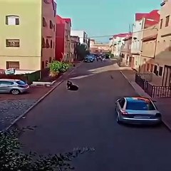 Küçük çocuk ayakkabısını bağlayan annesine sokağın ortasında sürpriz yaptı. Annesi elleriyle yüzünü kapattı