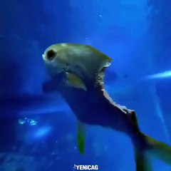 Yarısı yenen balık kameralara yansıdı. Görenler videoyu tekrar tekrar izledi