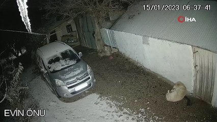 Depreme uykusunda yakalanan köpeğin o anları kamerada