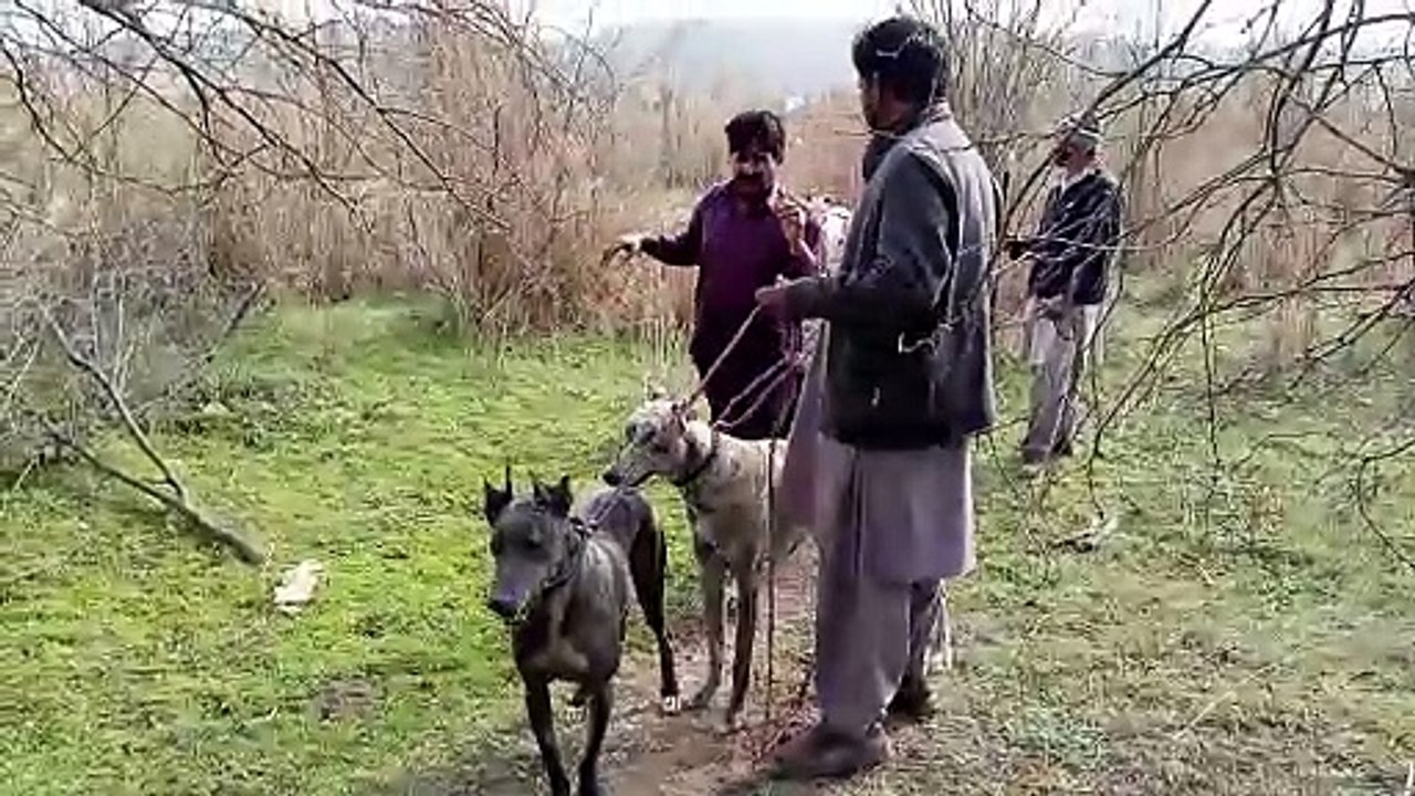 suar ka shikar kasy kar tay hain Punjab village vlog suar Ka Shika teetar Ka Shikar