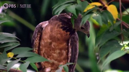 Honey Buzzards Feast on Deadly Hornets - World Wide Fun