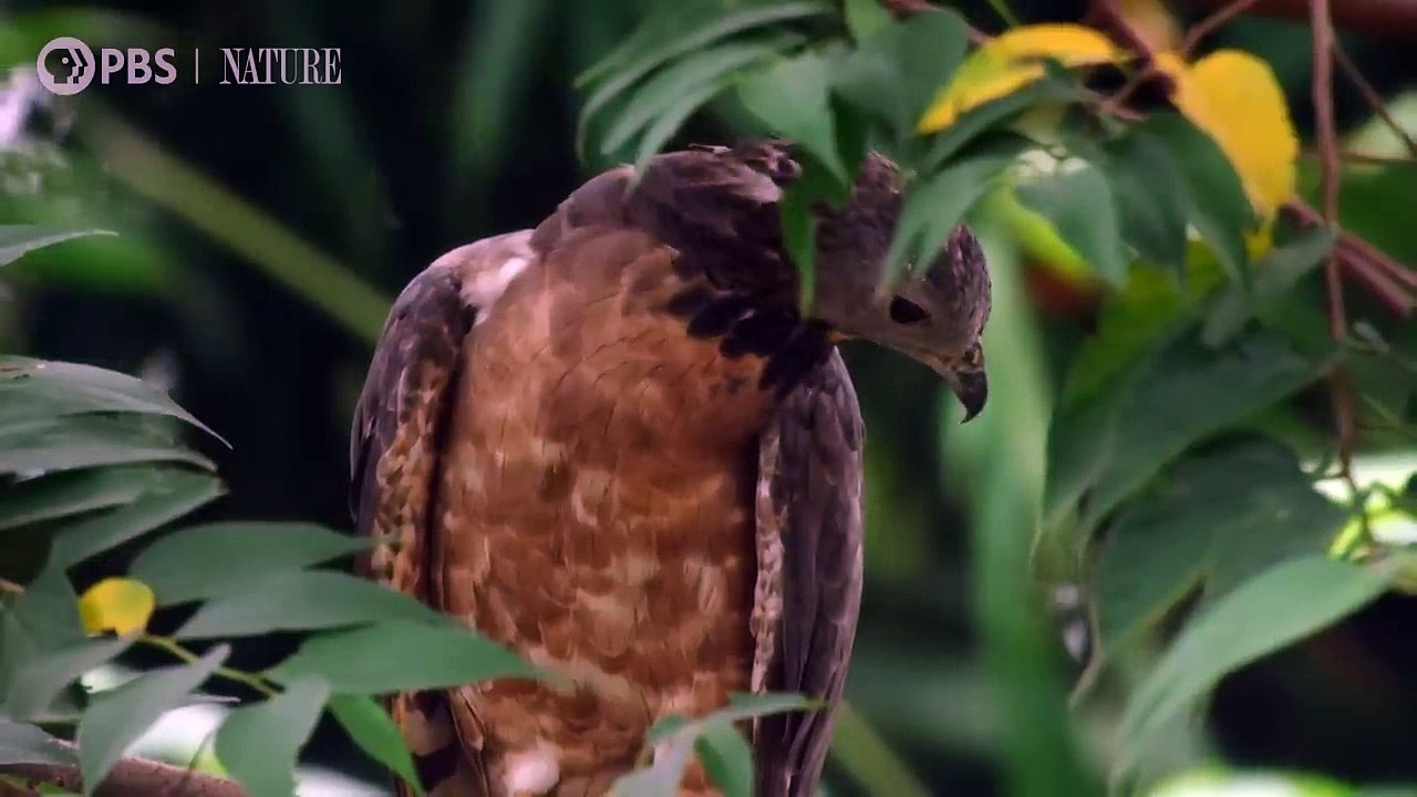 Honey Buzzards Feast on Deadly Hornets - World Wide Fun
