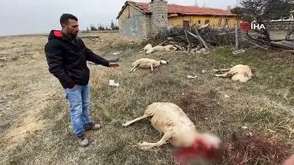 Arazide otlayan 50'dan fazla koyun yere yığıldı, telef oldu