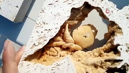 Kesim yaparken buldu Fransız ilim insanları Denizli'ye akın etti