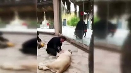 Aslanla kedi gibi oynadı