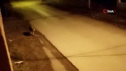 Van'da aç kalan kurt ilçe merkeze indi