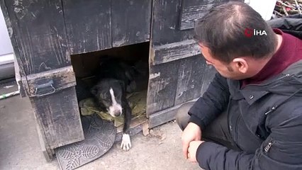 Tuzla’da vicdansız sürücü köpeği ezip kaçtı