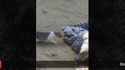 Kedinin yaptığını herkes nefesini tutarak izledi