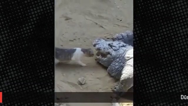 Kedinin yaptığını herkes nefesini tutarak izledi