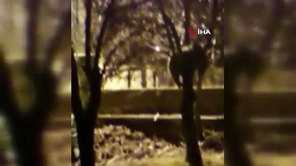 Vatandaşın ağaca çıkan ayıyla güldüren konuşması