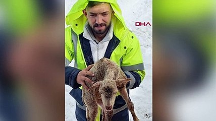 Yaylada 300 küçükbaş ile 3 gündür mahsur kaldılar