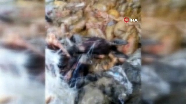 Sulama kanalında eşek kafası ve sakatatları çıktı