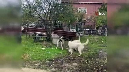 Sokak köpeklerinin hedefi bu kez kedi oldu 