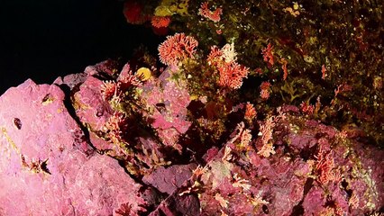 Un corail rouge observé pour la première fois dans des eaux de Patagonie chilienne