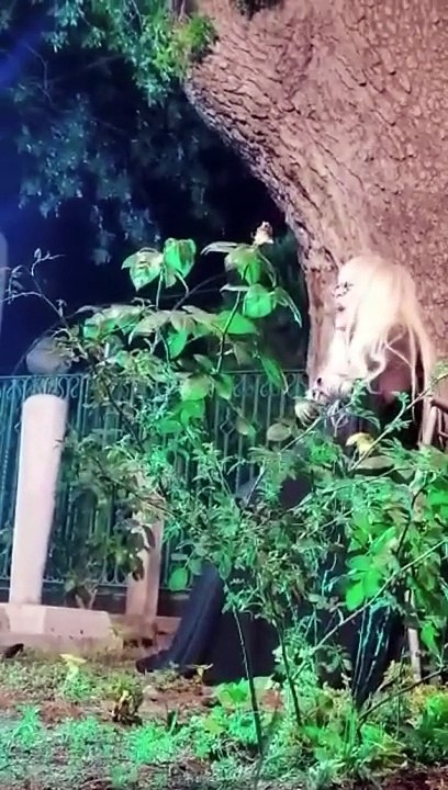 Ünlü şarkıcı Zerrin Özer mezarlıkta şarkı söyledi ortalık karıştı. Hayranları ikiye bölündü