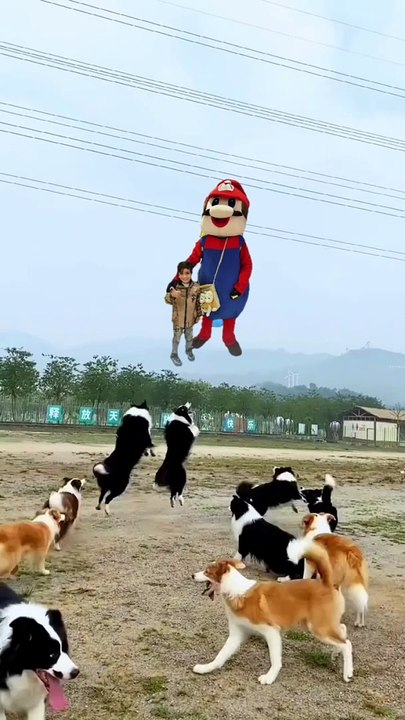 Funny video