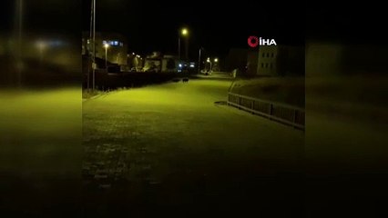 Aşkale'de aç kalan domuzlar ilçe merkezine indi