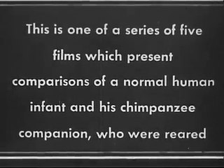 Şempanzeyle aynı anda büyütülen bebek intihar etti. Tarihin en korkunç deneyi