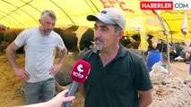 Kurban Bayramı'nda Ankara'da Hayvan Satışları Durgun