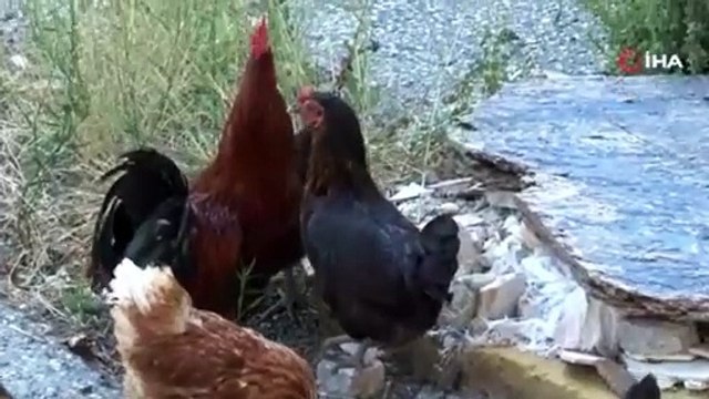 Adnan Polat garibanların elektriğini mi kestirdi? Yeşilçam filmlerinde izledikleri başlarına geldi