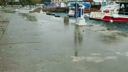 Deniz anaları kaldırıma çıktı