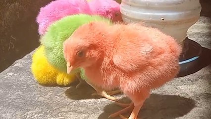 Colorful chicks