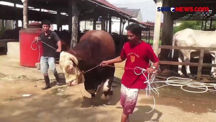 Sapi Simental Bernama Bule Dipilih Presiden Jokowi untuk Kurban di Palembang