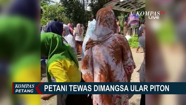 Warga di Buton Ramai-Ramai Tangkap Ular Piton Raksasa Seberat 100 Kg!
