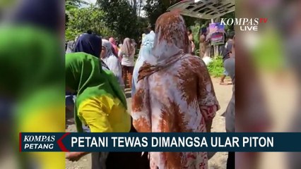 Warga di Buton Ramai-Ramai Tangkap Ular Piton Raksasa Seberat 100 Kg!