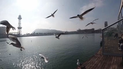 Birds are blessing of Allah#viral#foryou#pleasesupportme